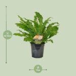 Asplenium Campio - Ø17cm - ↕50cm – Image 2