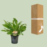 Asplenium Campio - Ø17cm - ↕50cm – Image 3