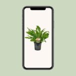 Asplenium Campio - Ø17cm - ↕50cm – Image 4
