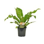 Asplenium Nidus - Ø17cm - ↕60cm