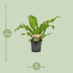 Asplenium Nidus - Ø17cm - ↕60cm – Image 2