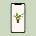 Asplenium Nidus - Ø17cm - ↕60cm – Image 4