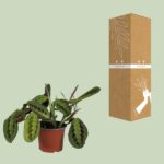 Maranta Leuconeura Fascinator - Ø12cm - ↕30cm – Image 3