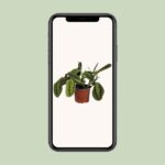 Maranta Leuconeura Fascinator - Ø12cm - ↕30cm – Image 4