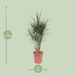 Dracaena Marginata - Ø27cm - ↕130cm – Image 2