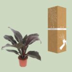 Philodendron Imperial Red - Ø17cm - ↕60cm – Image 3