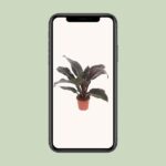 Philodendron Imperial Red - Ø17cm - ↕60cm – Image 4