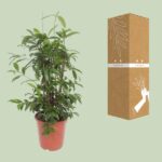 Dracaena Surculosa - Ø27cm - ↕110cm – Image 3