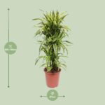 Dracaena Lemon Lime - Ø27cm - ↕110cm – Image 2
