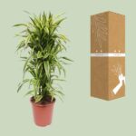 Dracaena Lemon Lime - Ø27cm - ↕110cm – Image 3
