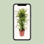Dracaena Lemon Lime - Ø27cm - ↕110cm – Image 4