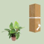 Philodendron Imperial Green - Ø27cm - ↕80cm – Image 3