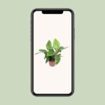 Philodendron Imperial Green - Ø27cm - ↕80cm – Image 4