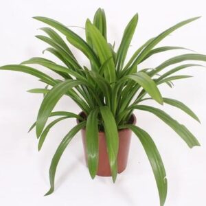 Hymenocallis Speciosa - Ø27 ↕80