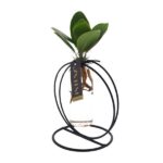 Clusia In Lima Verre + fer - Ø5 ↕10