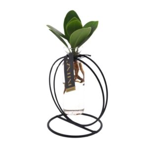 Clusia In Lima Verre + fer - Ø5 ↕10