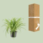 Chlorophytum Comosum Variegatum - Ø17cm - ↕30cm – Image 3