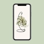 Tillandsia King Xero - Ø12cm - ↕23cm – Image 4