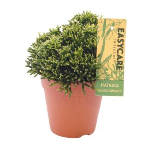 Hatiora Salicornioides - Ø12 ↕22