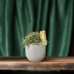 Rhipsalis Burchellii - Ø12 ↕20 – Image 5