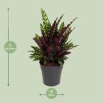 Calathea Lancifolia - Ø27cm - ↕70cm – Image 2