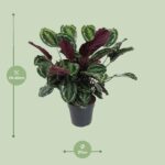 Calathea Medallion - Ø27cm - ↕80cm – Image 2