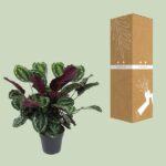 Calathea Medallion - Ø27cm - ↕80cm – Image 3