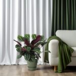 Calathea Medallion - Ø27cm - ↕80cm – Image 5