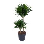 Dracaena Compacta - Ø19cm - ↕80cm