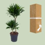 Dracaena Compacta - Ø19cm - ↕80cm – Image 3