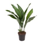 Aspidistra Elatior - Ø17cm - ↕70cm