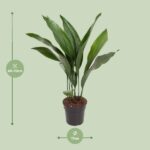Aspidistra Elatior - Ø17cm - ↕70cm – Image 2