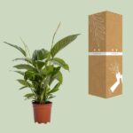 Spathiphyllum Bingo Cupido - Ø19cm - ↕80cm – Image 3