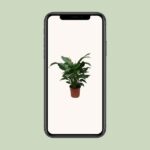 Spathiphyllum Sweet Silvana - Ø24cm - ↕80cm – Image 4