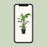 Strelitzia Nicolai - Ø19 ↕90 – Image 4