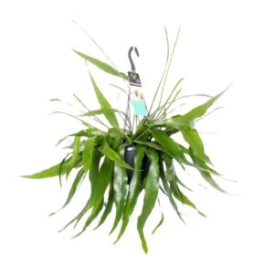 Epiphyllum Pumilum - Ø17cm - ↕30cm