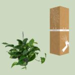 Scindapsus Epipremnum - Ø15cm - ↕45cm – Image 3