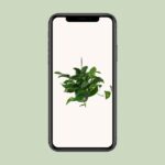 Scindapsus Epipremnum - Ø15cm - ↕45cm – Image 4