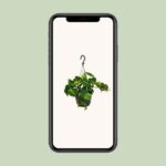 Philodendron Scandens Brasil - Ø15cm - ↕35cm – Image 4