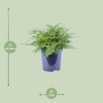 Asplenium Parvati - Ø21cm - ↕40cm – Image 2