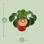 Pilea Peperomioides - Ø11cm - ↕15cm – Image 2