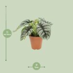 Alocasia Silver Dragon - Ø12 ↕25-45 – Image 2