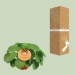 Pilea Peperomioides - Ø15cm - ↕30cm – Image 3