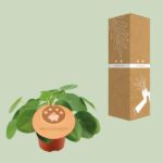 Pilea Peperomioides - Ø12cm - ↕20cm – Image 3