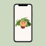 Pilea Peperomioides - Ø12cm - ↕20cm – Image 4