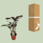 Calathea Fusion White Basic - Ø14cm - ↕40cm – Image 3