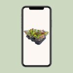 Nepenthes Alata - Ø12cm - ↕17cm – Image 4