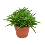 Peperomia Rotundifolia - Ø12cm - ↕15cm