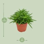 Peperomia Rotundifolia - Ø12cm - ↕15cm – Image 2