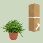 Peperomia Rotundifolia - Ø12cm - ↕15cm – Image 3